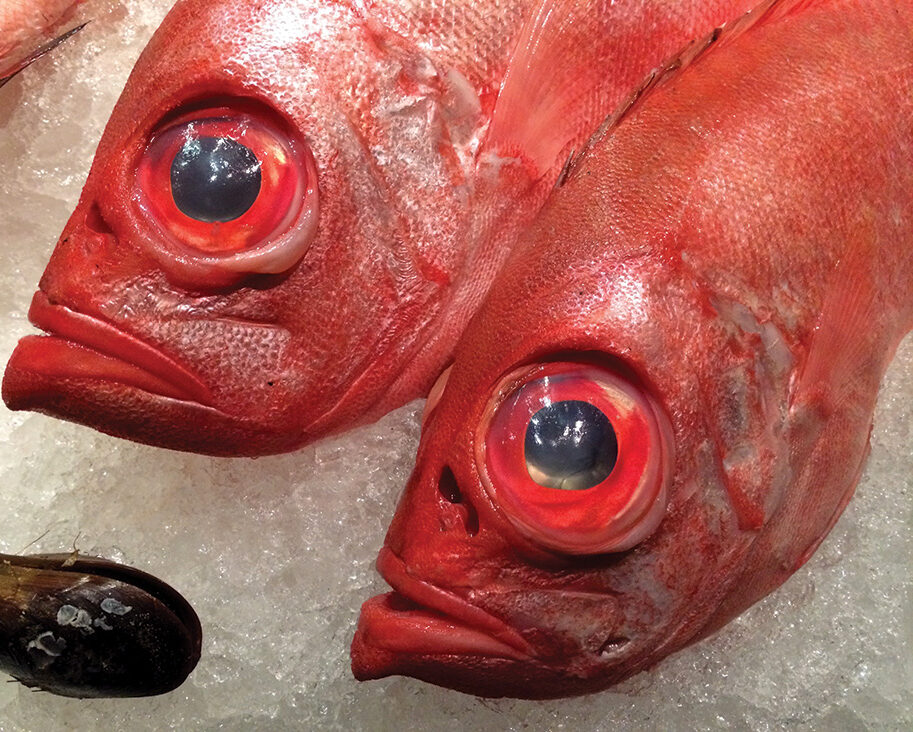 Redfish Experiential Fishery - Science (2)